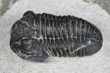 Detailed Gerastos Trilobite Fossil - Morocco #173758-2